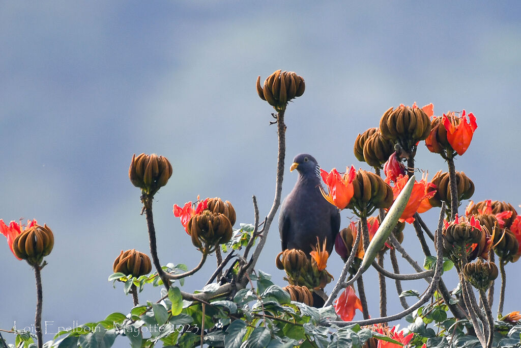 Comoro Olive Pigeon