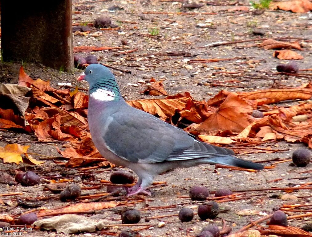 Common Wood Pigeon