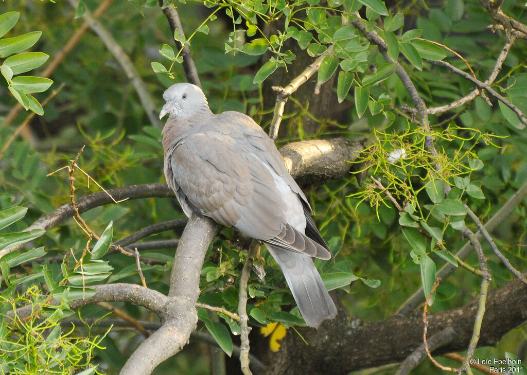 Common Wood Pigeon