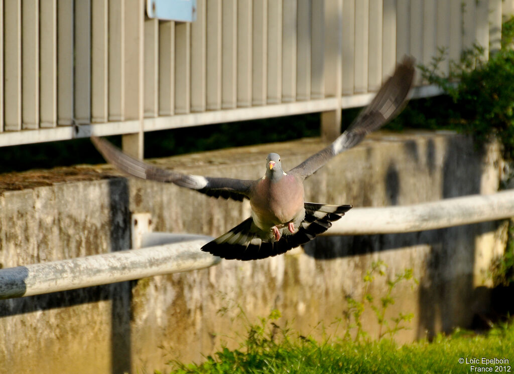 Common Wood Pigeon