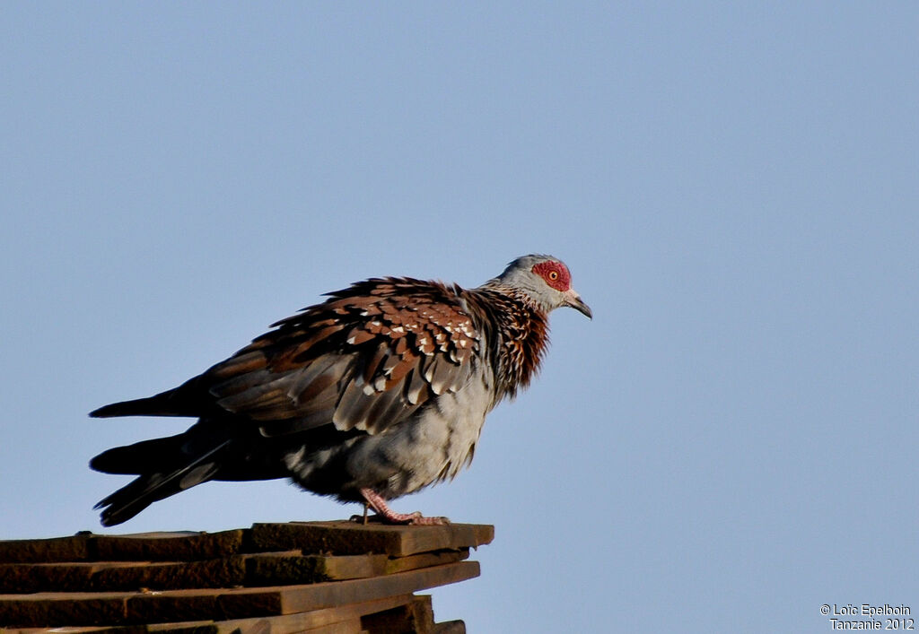 Speckled Pigeon