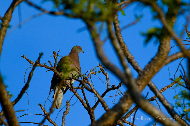 Pigeon rousset