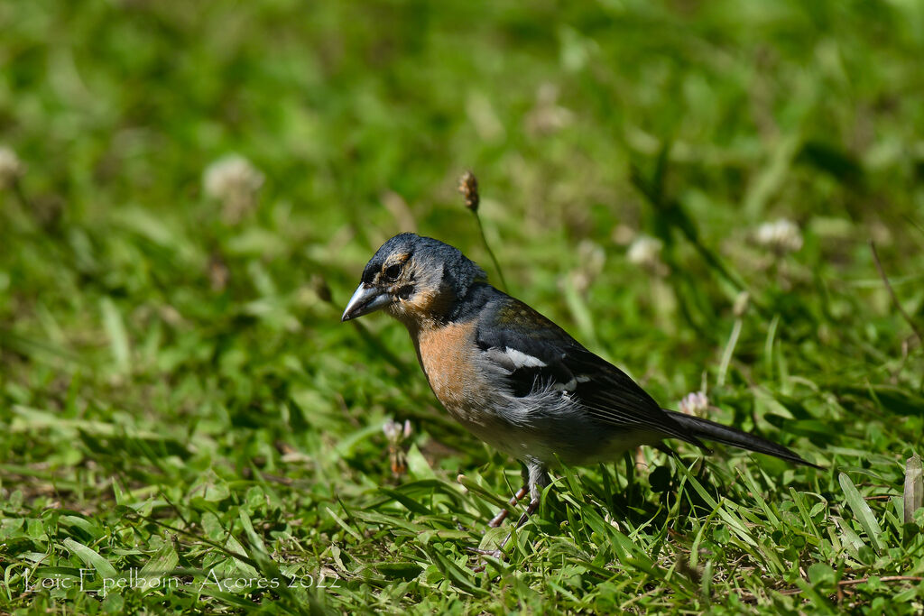 Pinson des Açores