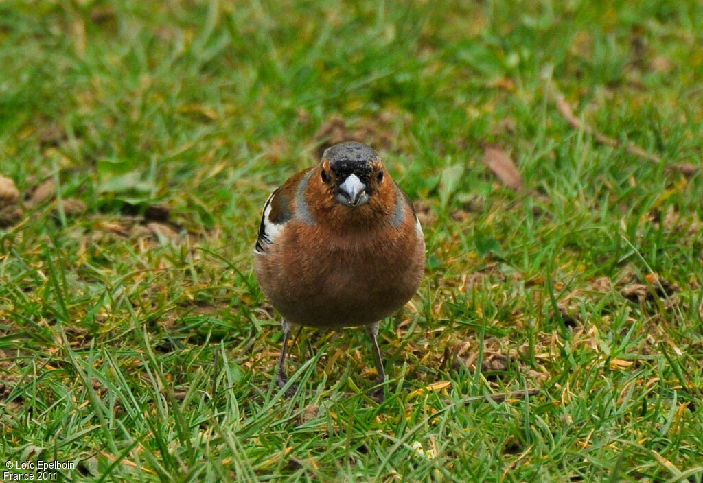 Eurasian Chaffinch