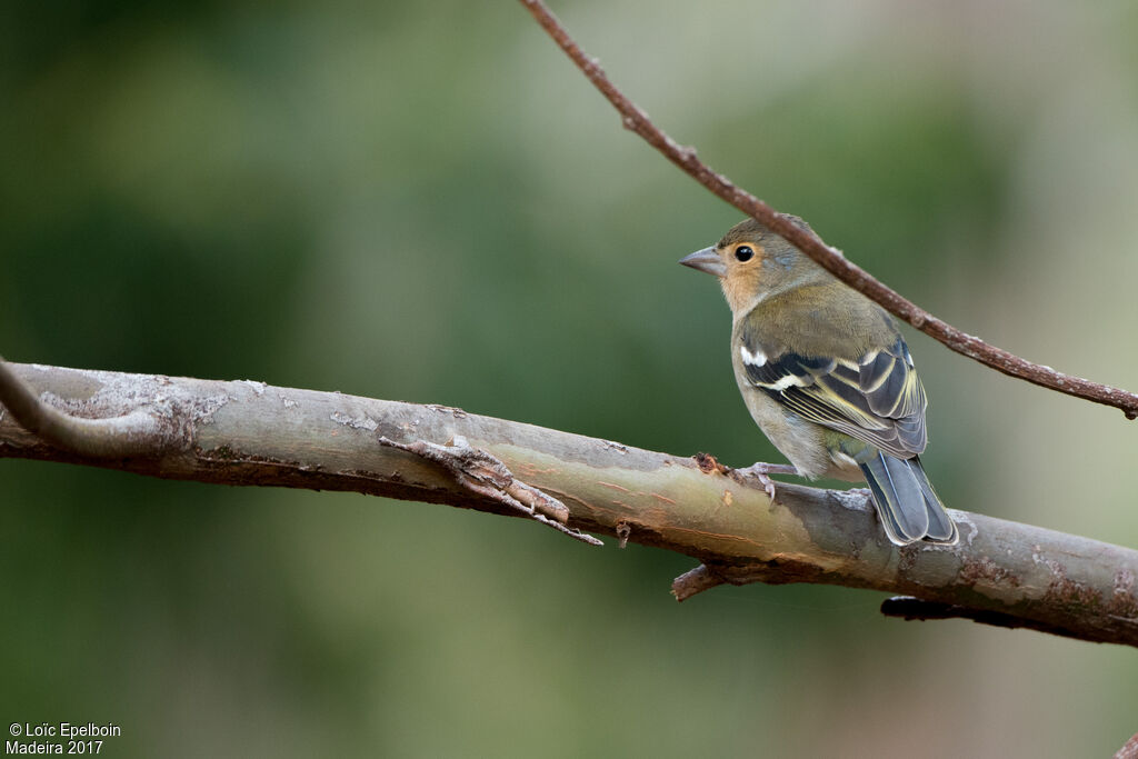 Eurasian Chaffinch