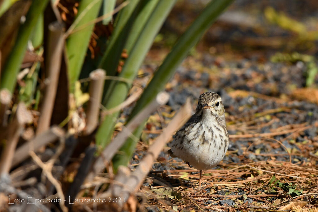Pipit de Berthelot