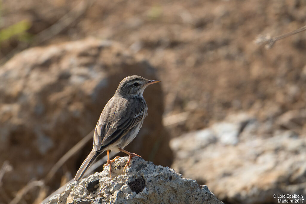 Berthelot's Pipit