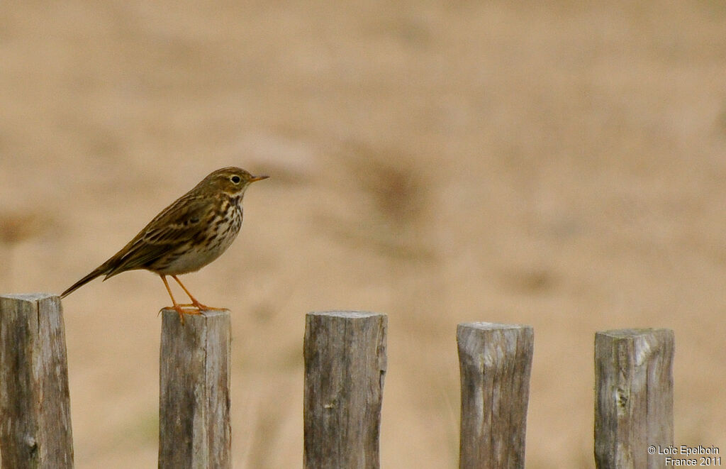 Meadow Pipit