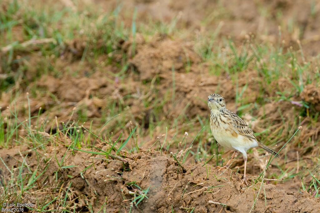 Yellowish Pipit