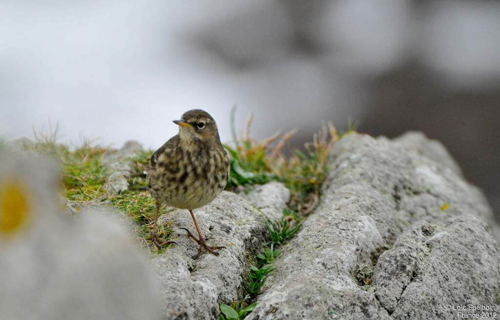 Pipit maritime
