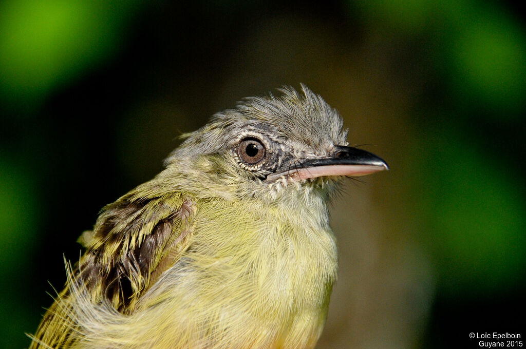 Yellow-olive Flatbill