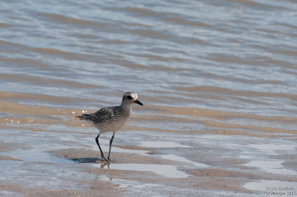 Grey Plover
