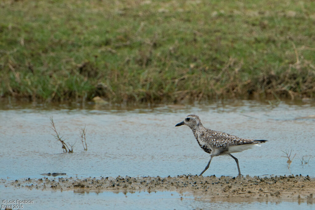 Grey Plover