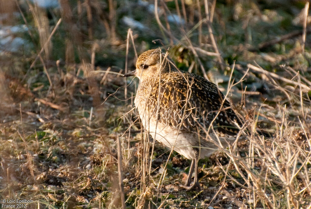 European Golden Plover