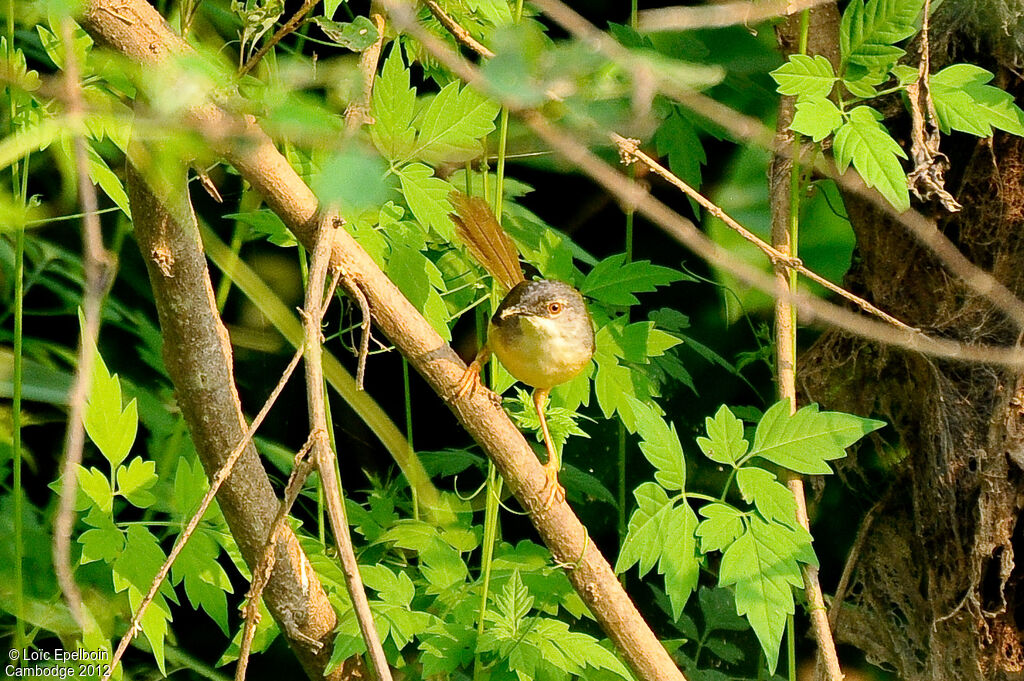 Yellow-bellied Prinia