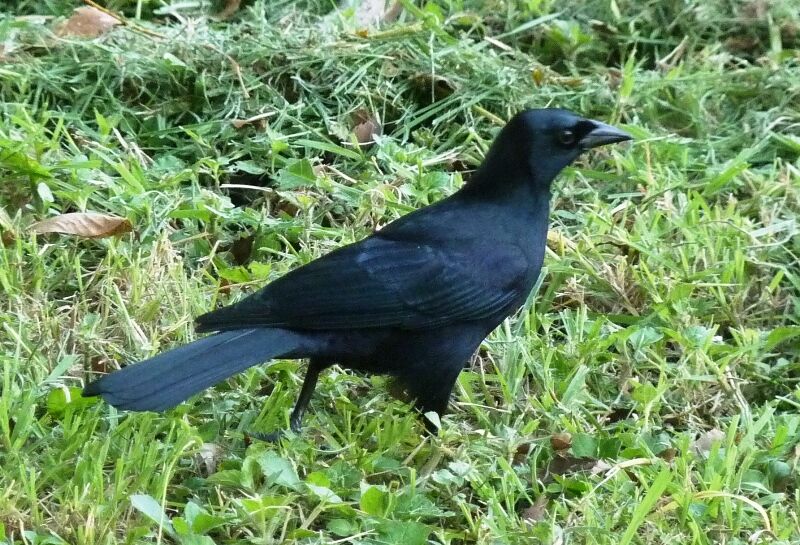 Cuban Blackbird