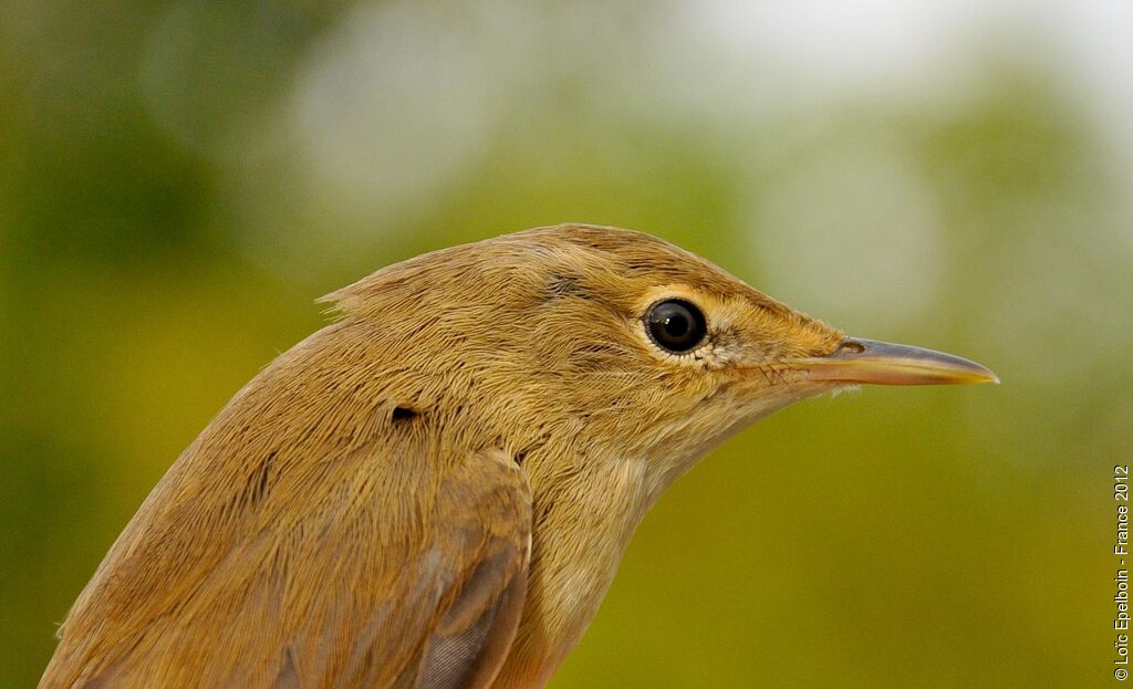Common Reed Warbler