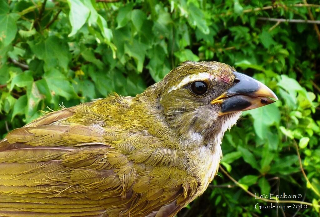 Lesser Antillean Saltator