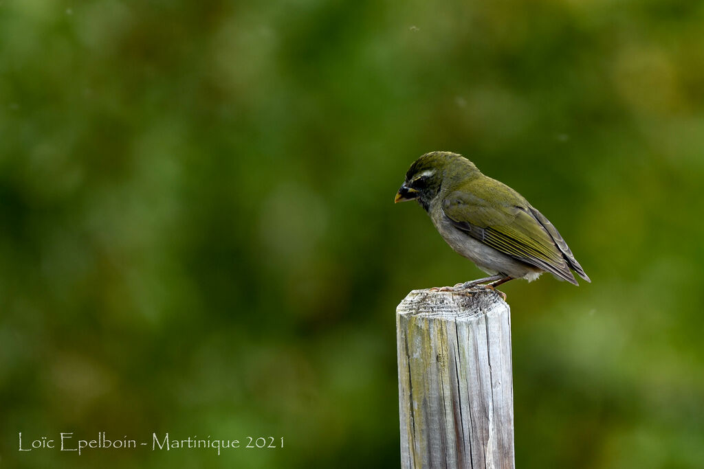 Lesser Antillean Saltatorjuvenile