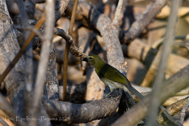 Saltator strié