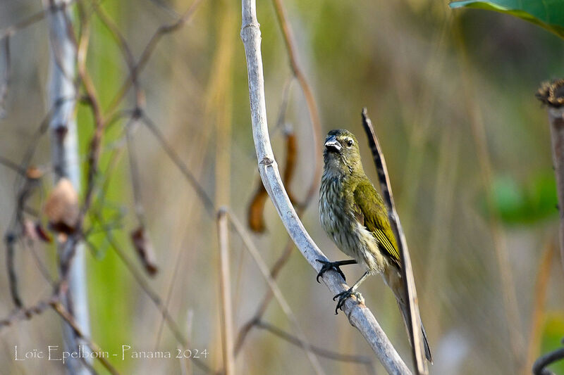 Streaked Saltator