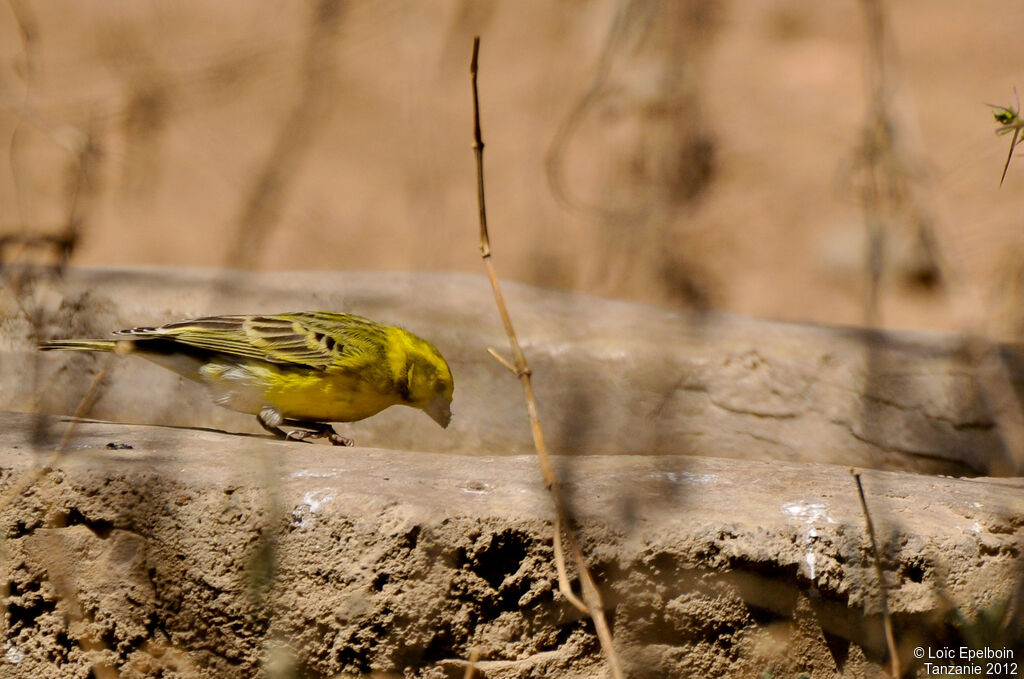 Serin à ventre blanc