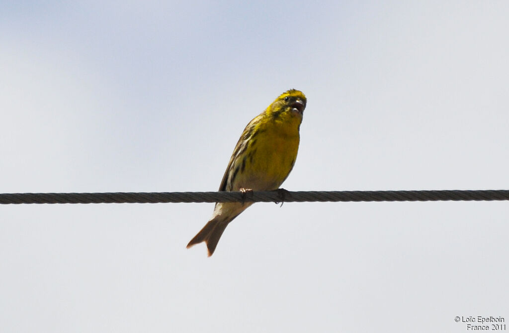 Serin cini