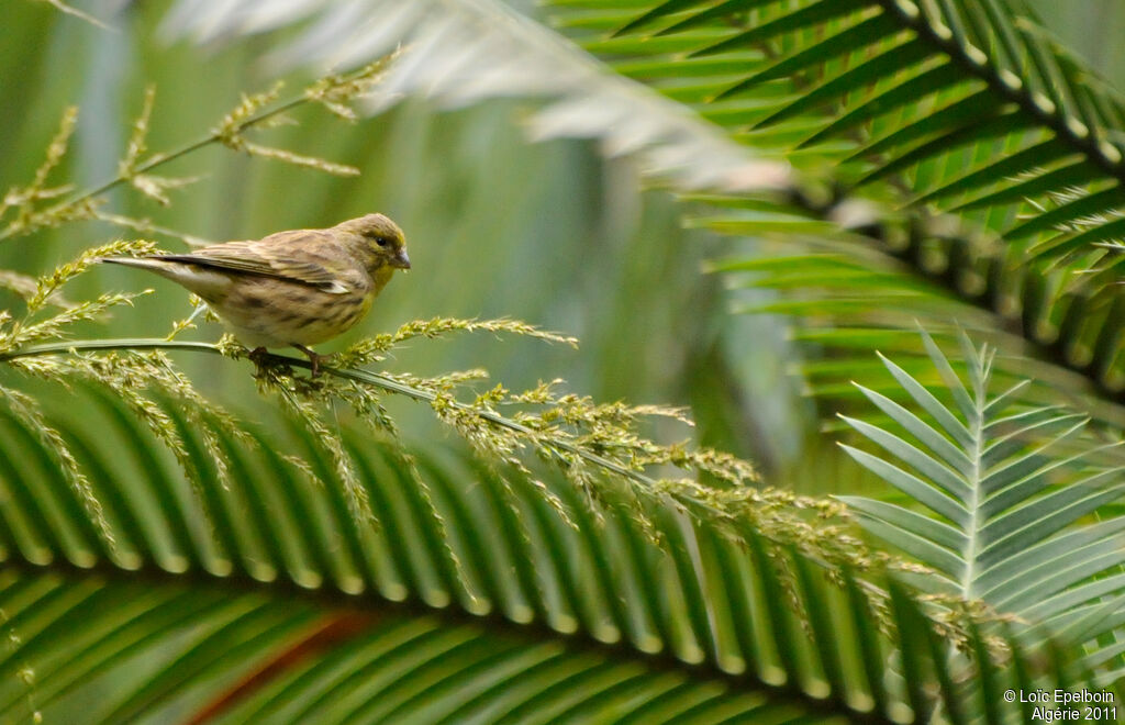 Serin cini