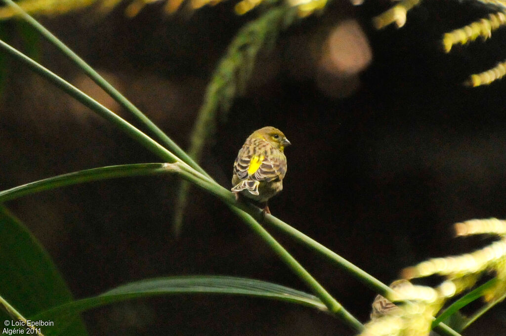 Serin cini