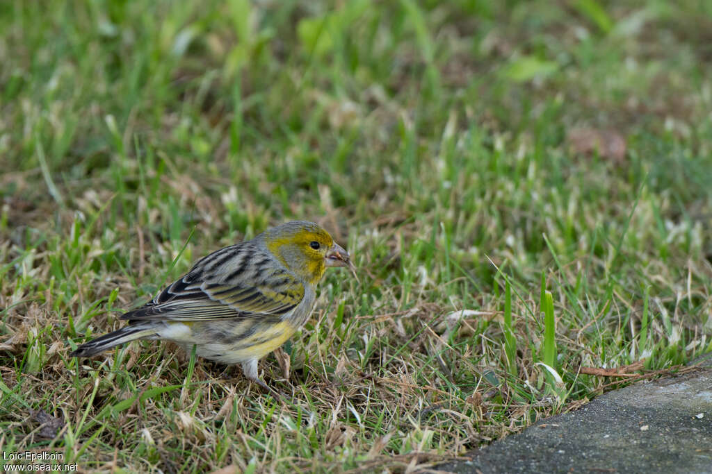 Atlantic Canaryadult, feeding habits