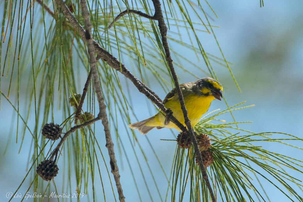 Yellow-fronted Canary