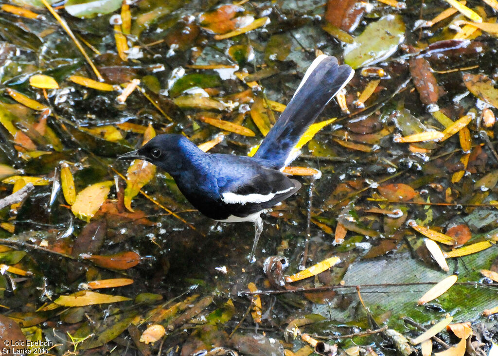 Oriental Magpie-Robin