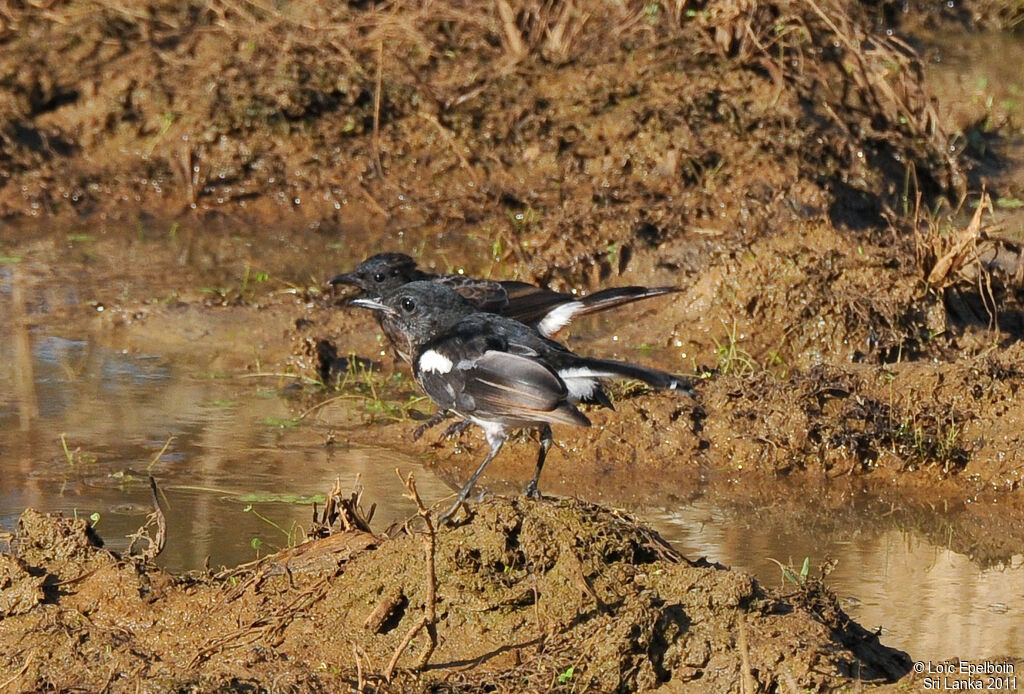 Oriental Magpie-Robin