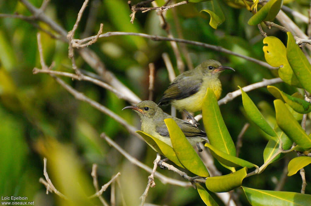 Mayotte Sunbirdjuvenile, identification