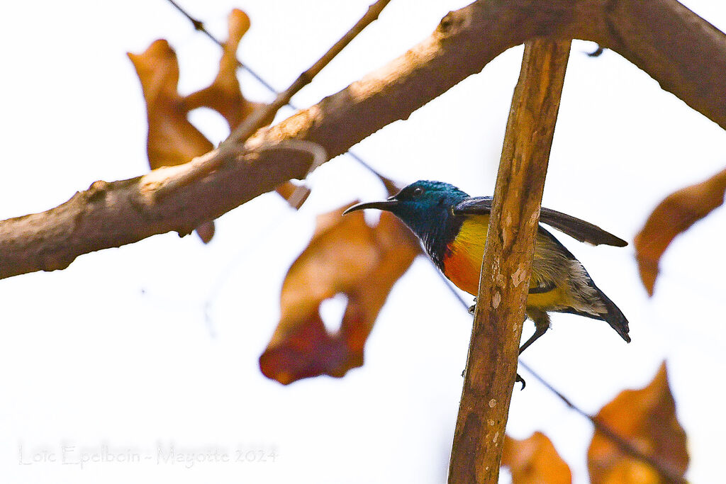 Mayotte Sunbird