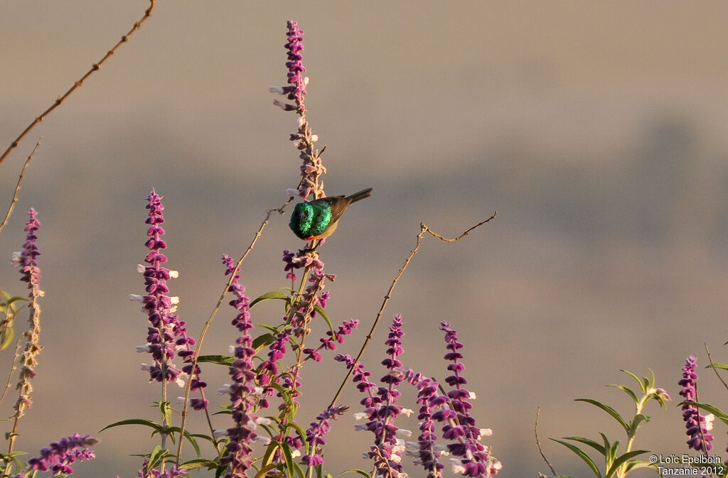 Eastern Double-collared Sunbird