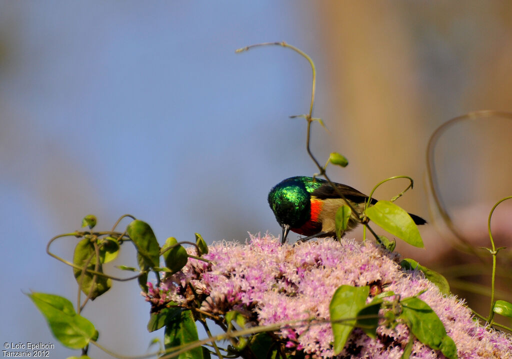 Eastern Double-collared Sunbird