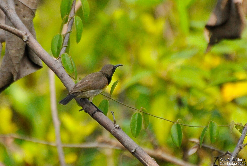 Ornate Sunbird
