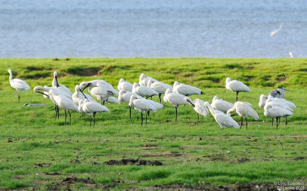 Eurasian Spoonbill