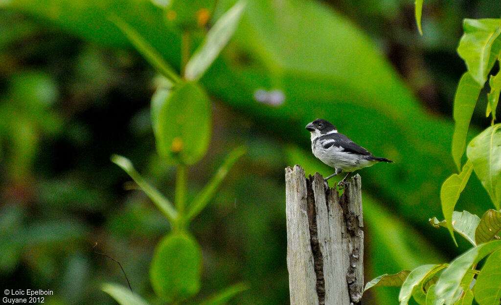 Wing-barred Seedeater