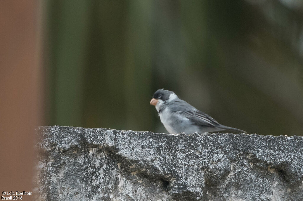 White-throated Seedeater male