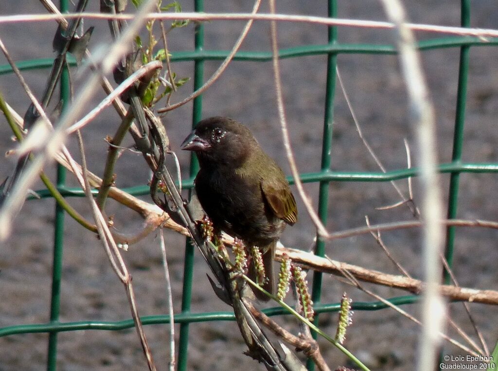 Black-faced Grassquit