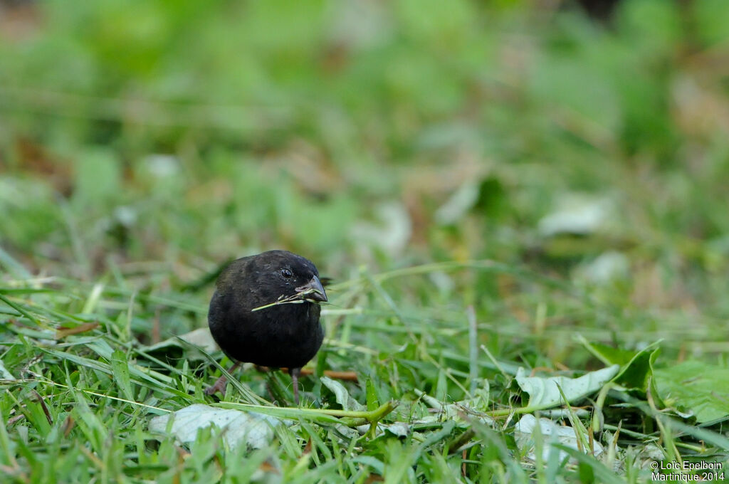 Black-faced Grassquit