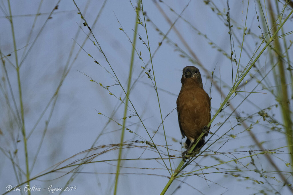 Ruddy-breasted Seedeater