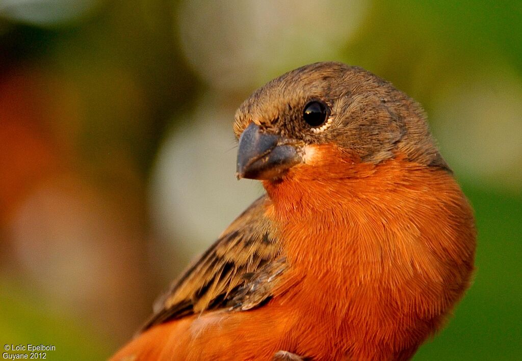 Ruddy-breasted Seedeater
