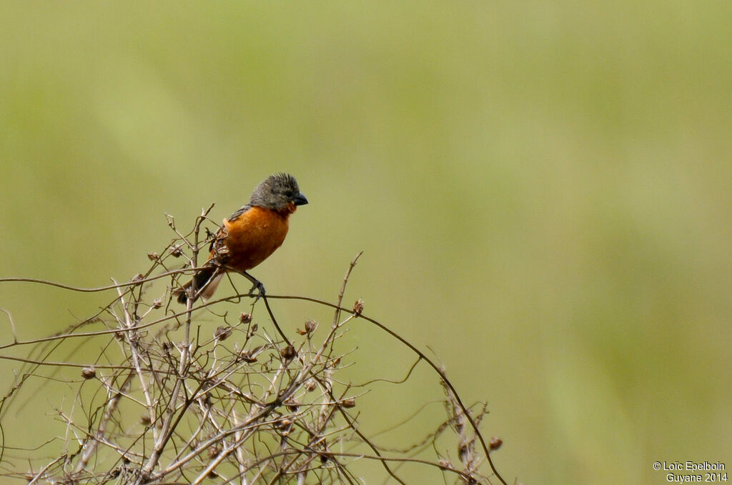 Ruddy-breasted Seedeater