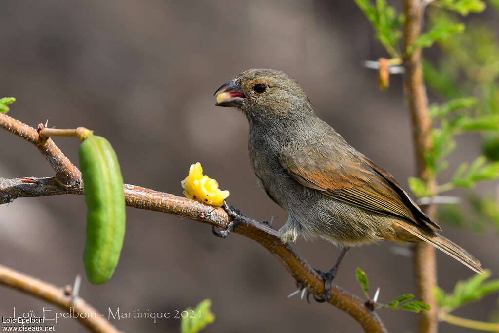 Lesser Antillean Bullfinch female, feeding habits, eats