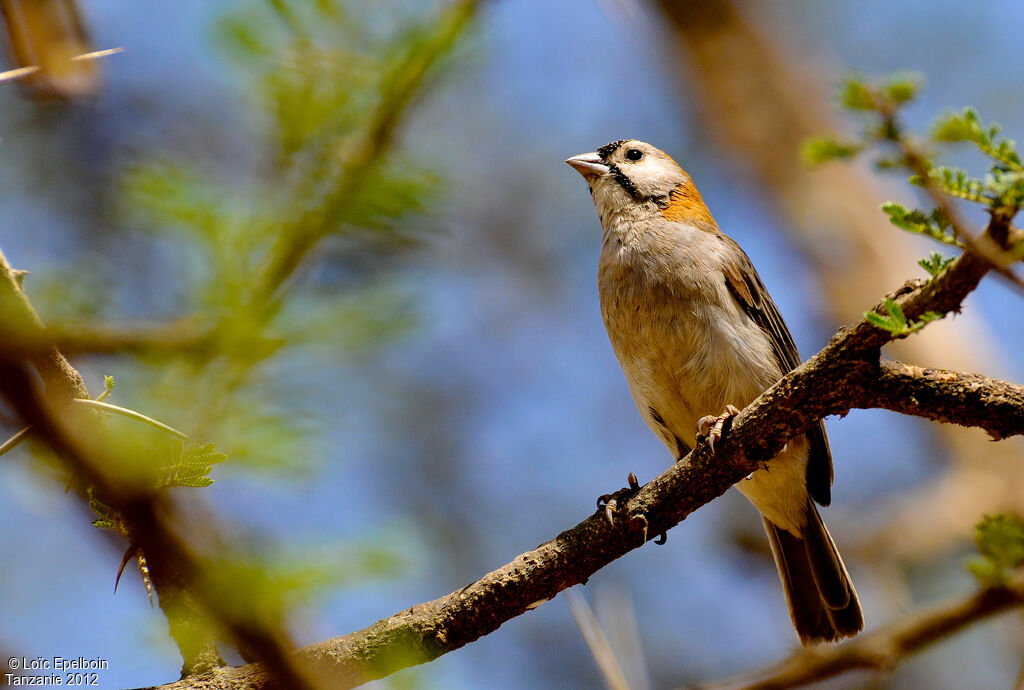 Speckle-fronted Weaver