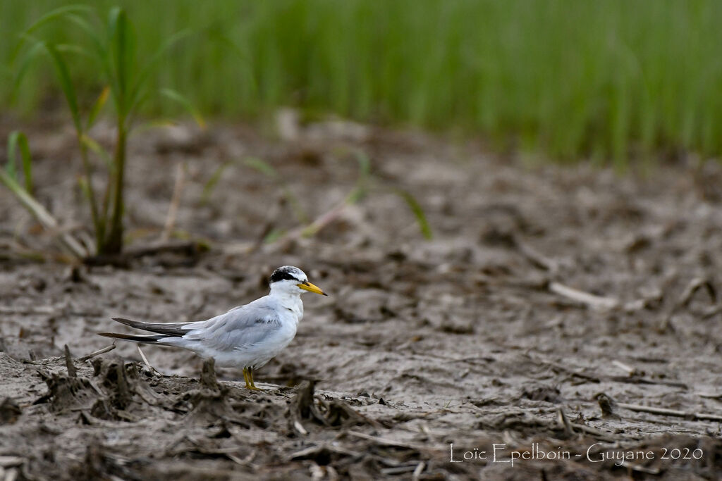 Yellow-billed Tern