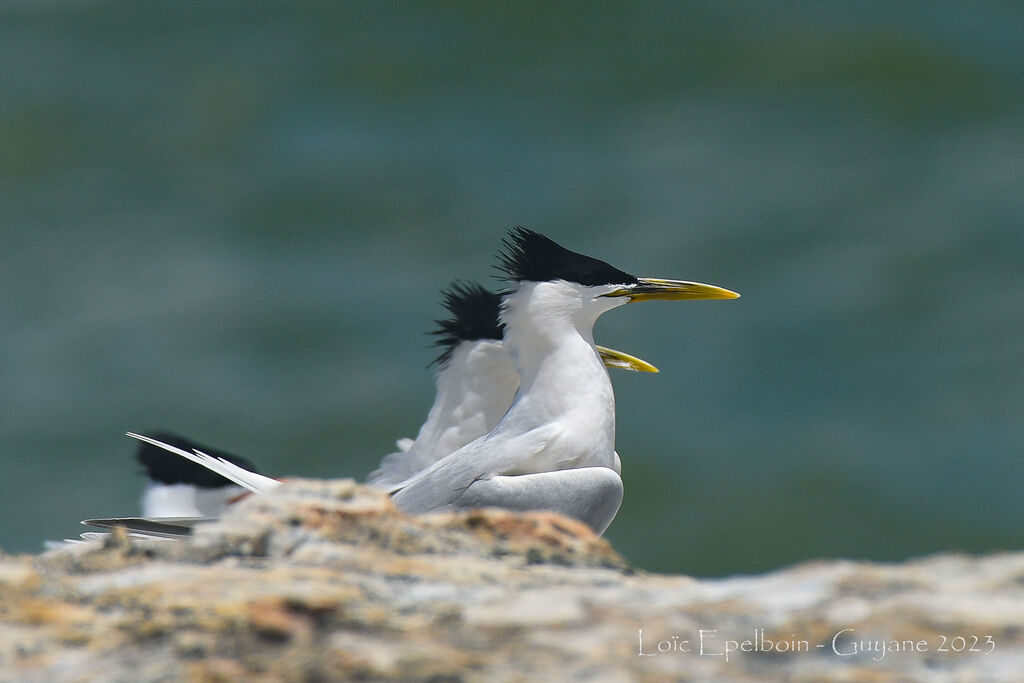 Cabot's Tern (eurygnathus)